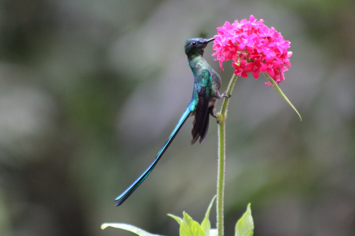 Long-tailed Sylph - ML646183150