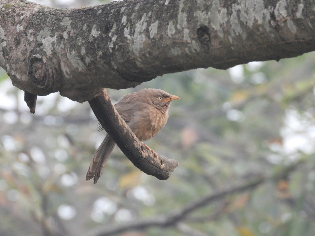 Jungle Babbler - ML646183151