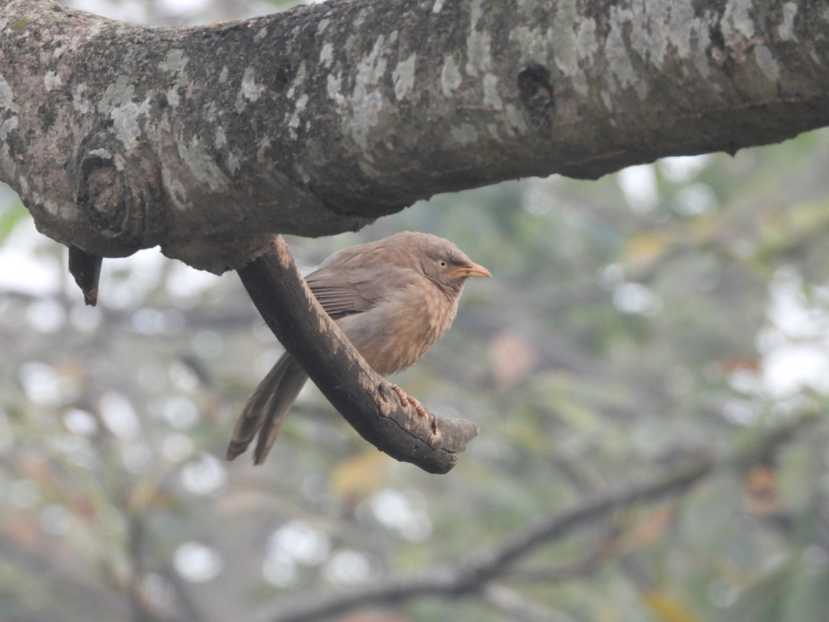Jungle Babbler - ML646183152