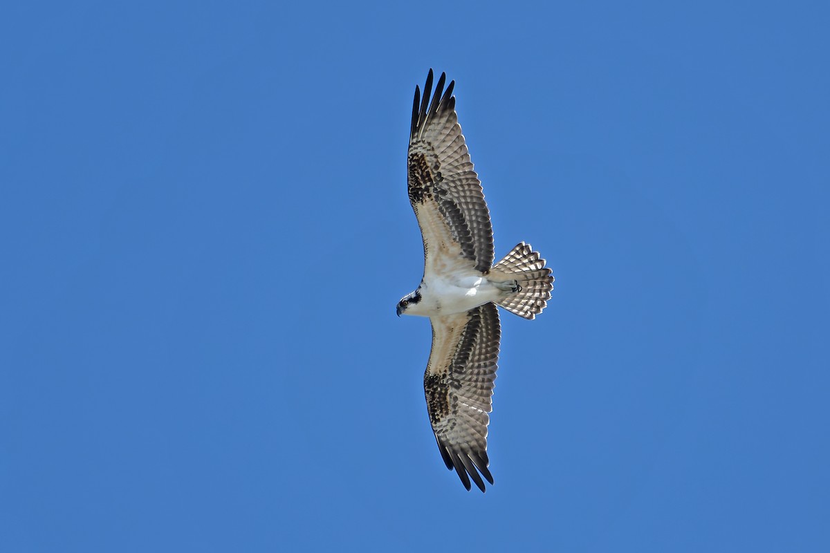 Osprey - ML646183158