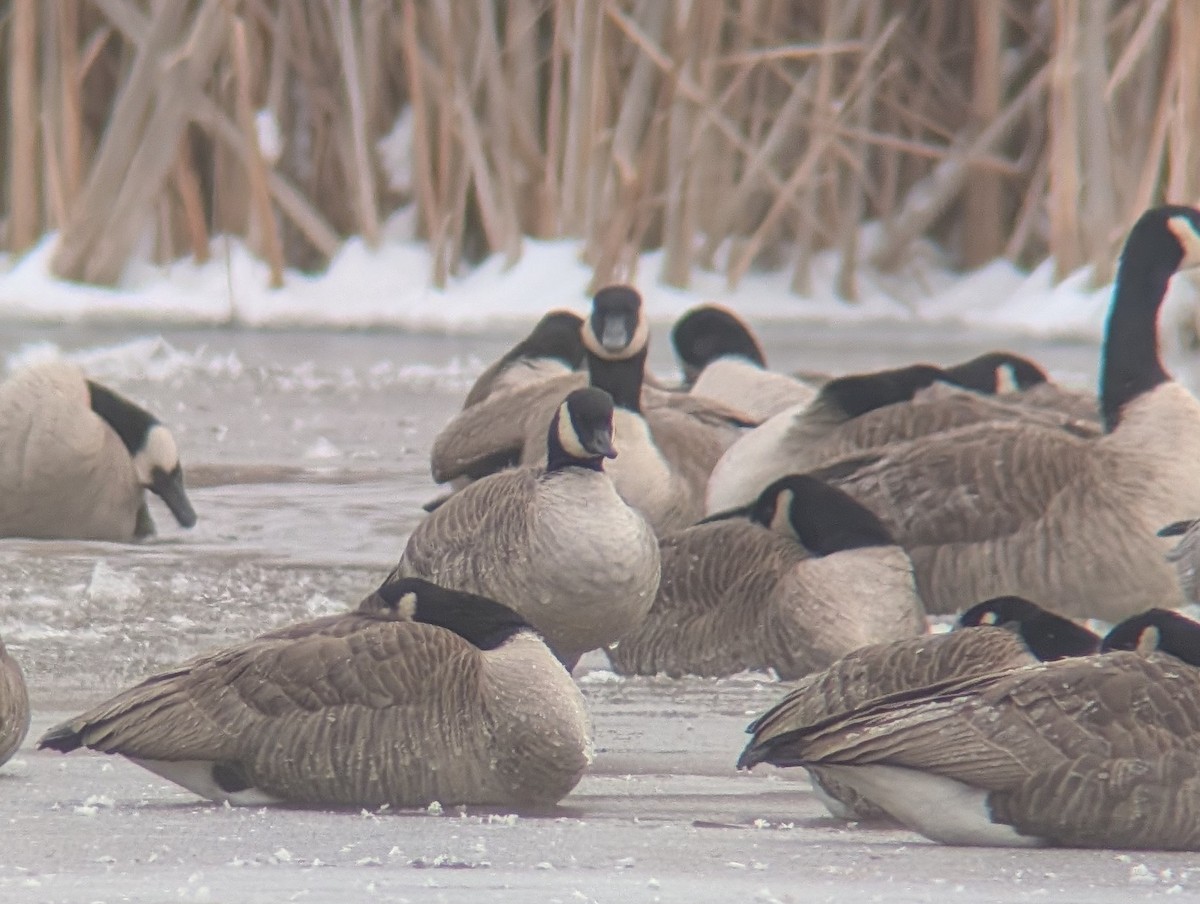 Cackling Goose - ML646183160