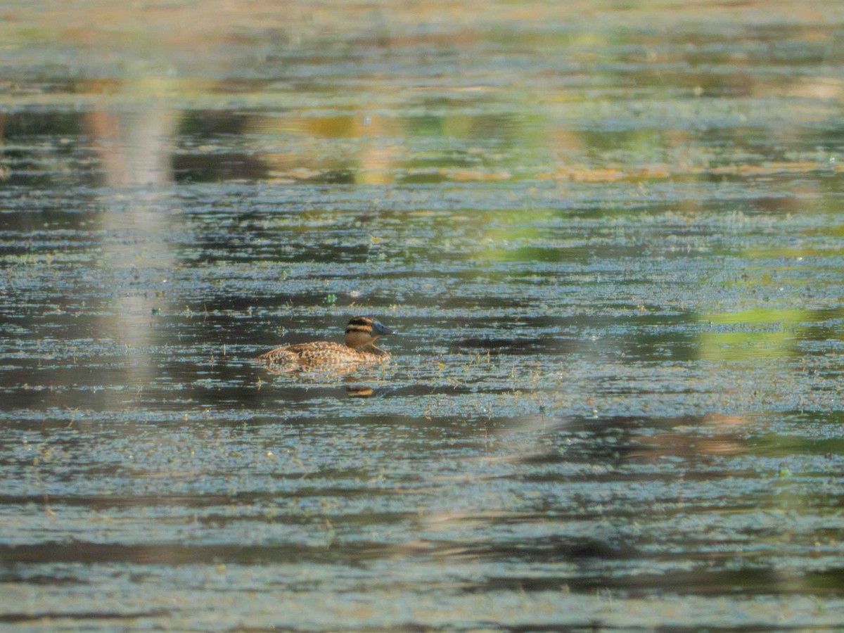 maskeand - ML646183163