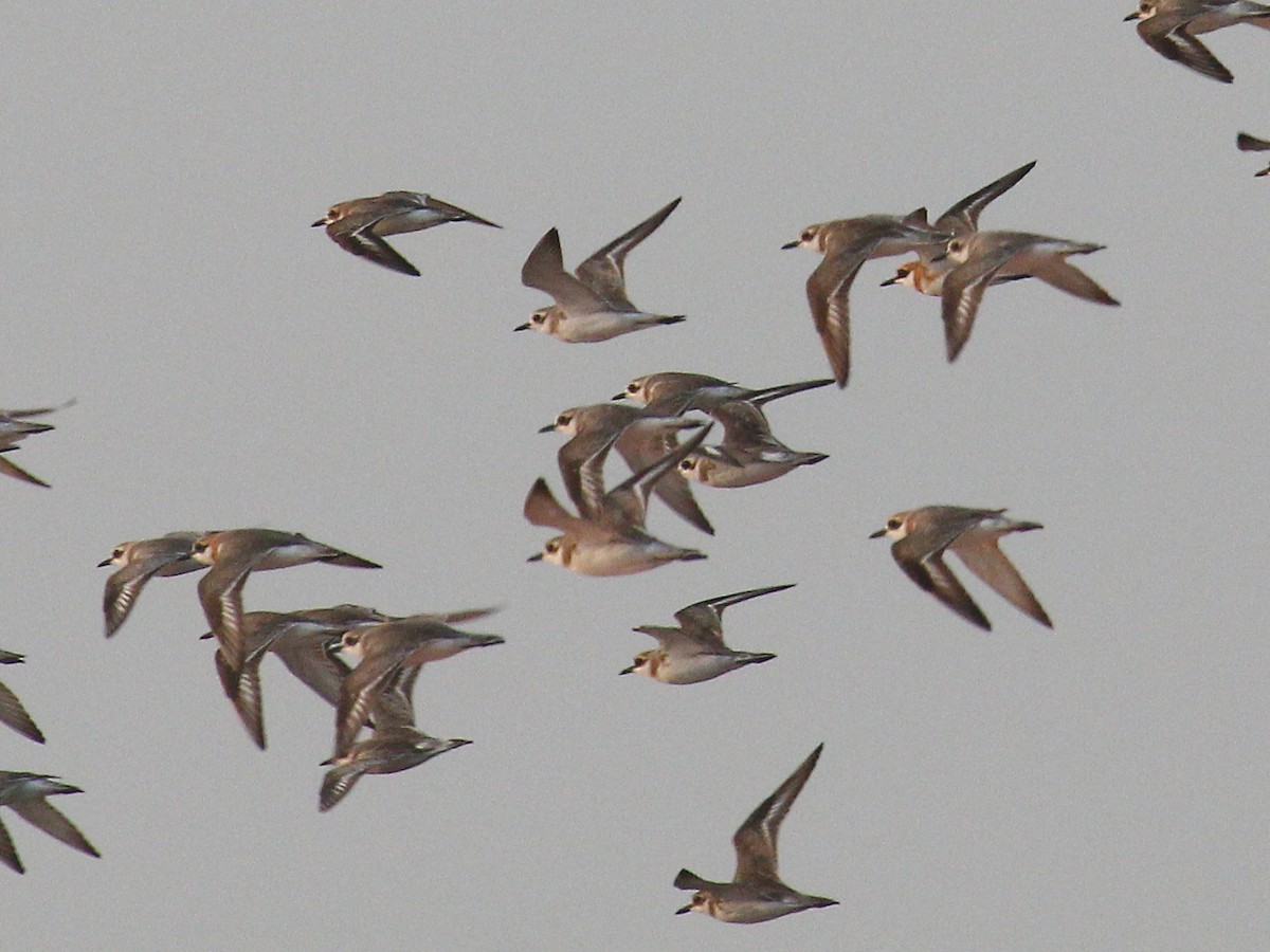 Tibetan Sand-Plover - ML646183164