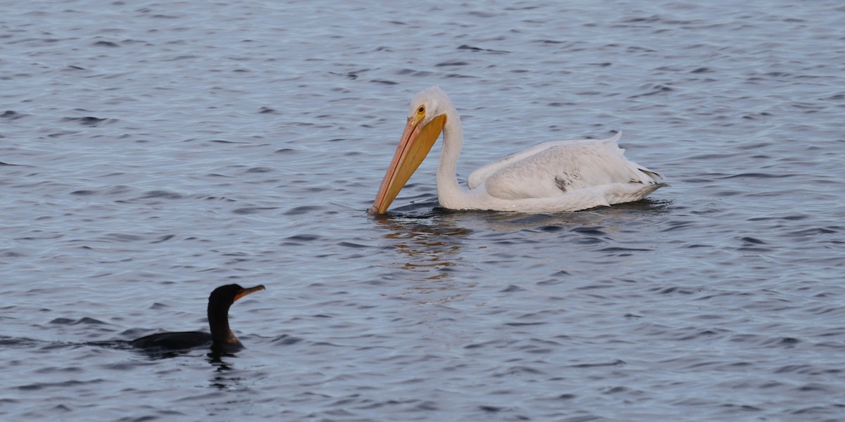 American White Pelican - ML646183169