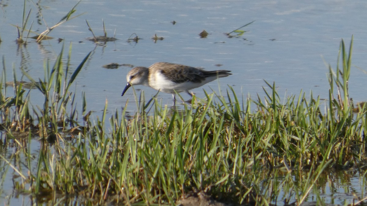 Sanderling - ML646183172