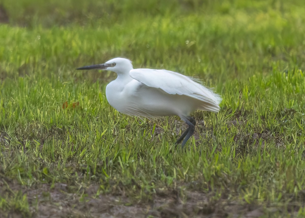 Little Egret - ML646183175