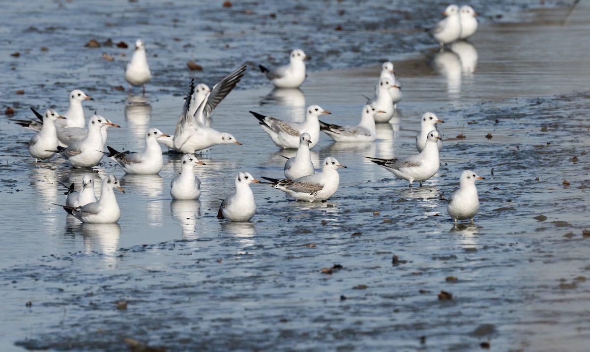 紅嘴鷗 - ML646183176