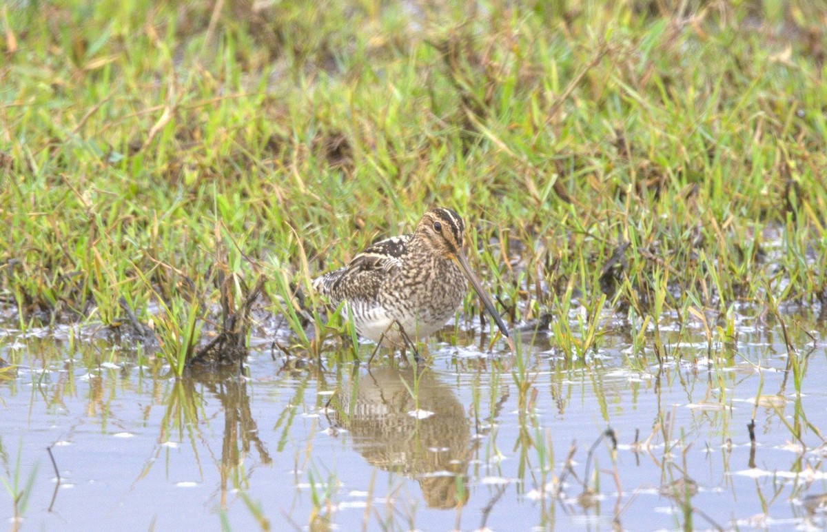 Pantanal Snipe - ML646183178