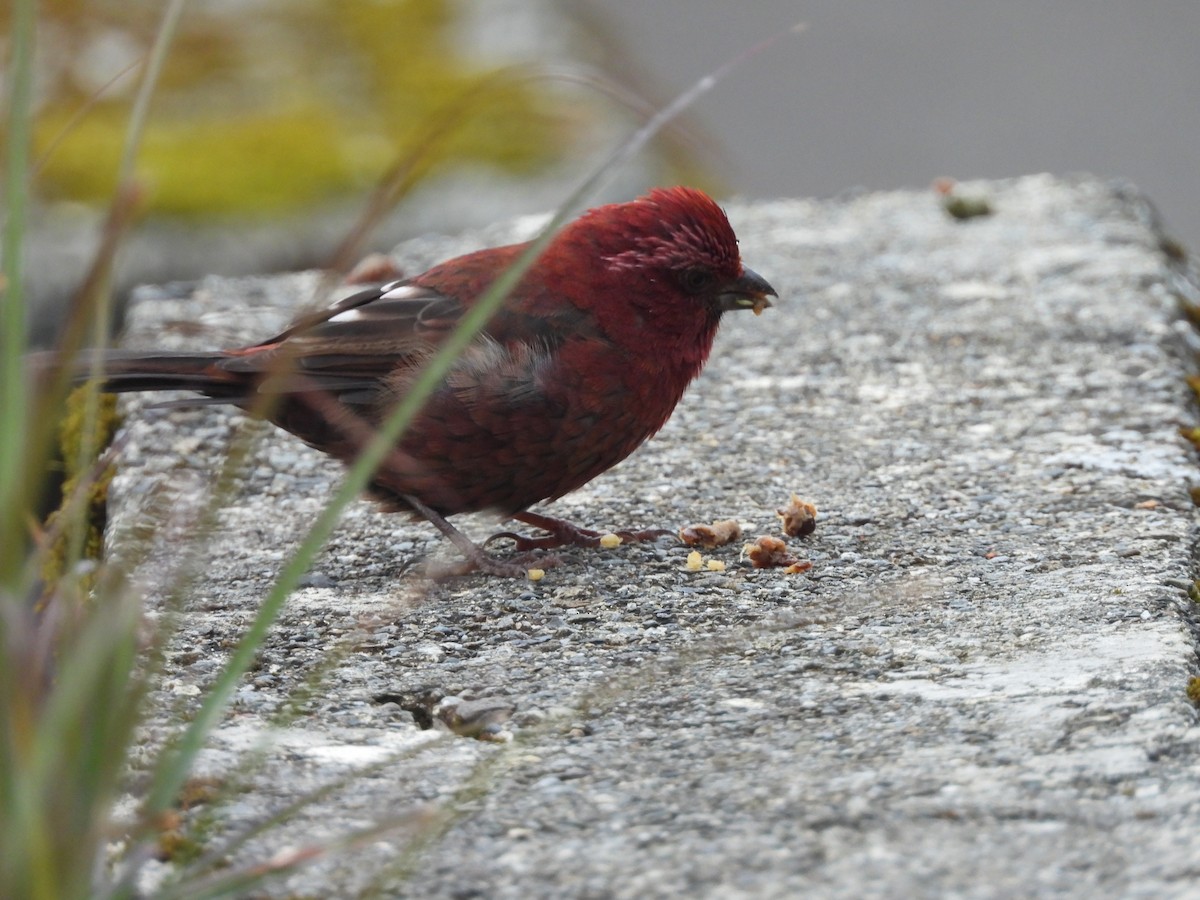 Taiwan Rosefinch - ML646183180