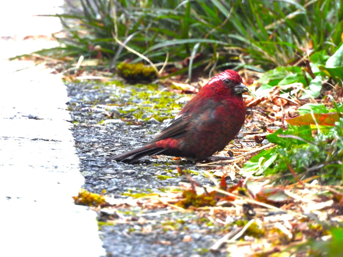 Taiwan Rosefinch - ML646183182