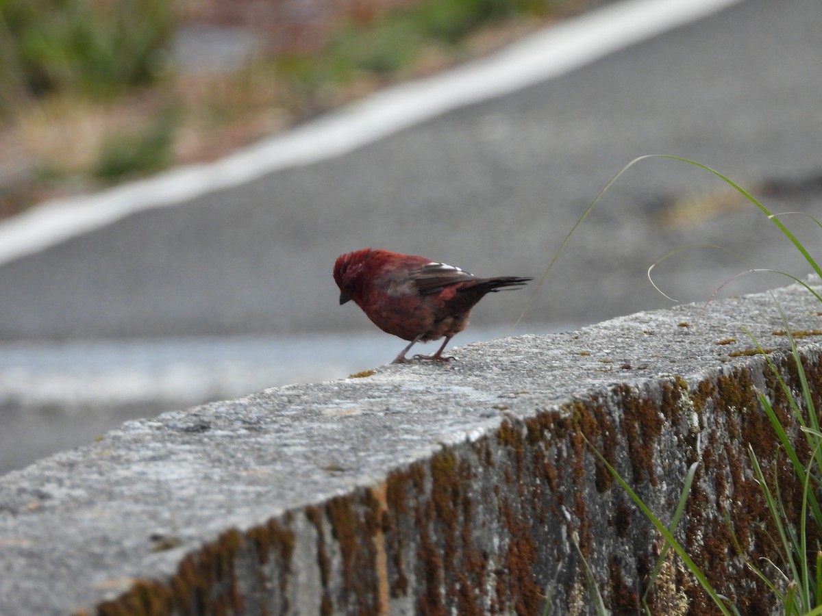 Taiwan Rosefinch - ML646183185