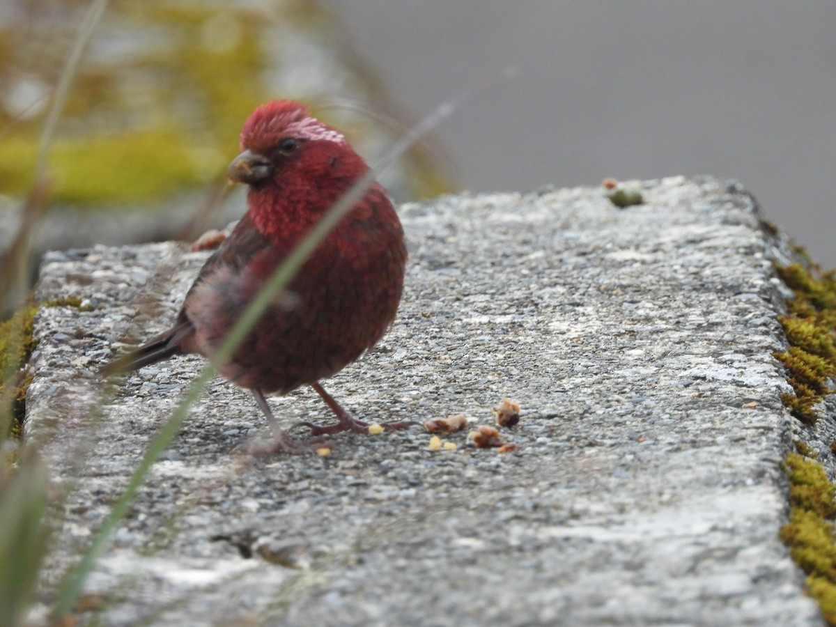 Taiwan Rosefinch - ML646183188