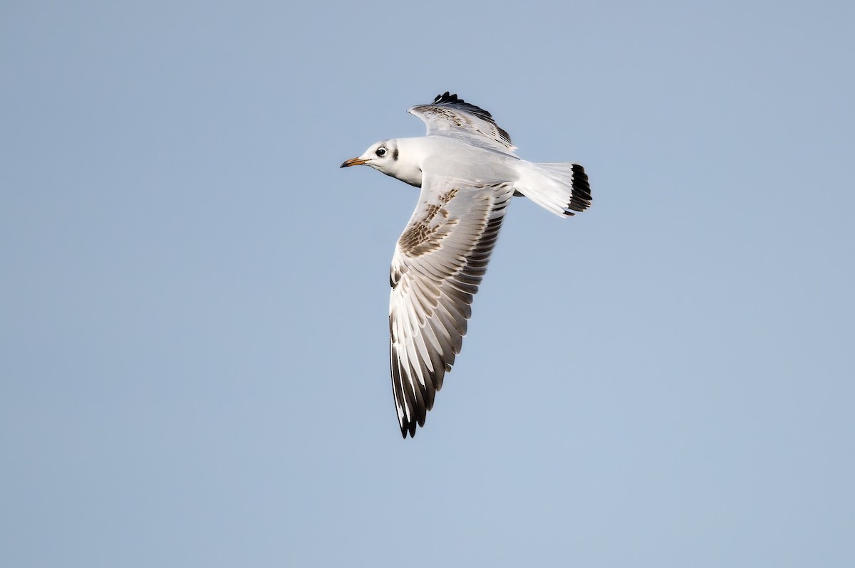 紅嘴鷗 - ML646183189