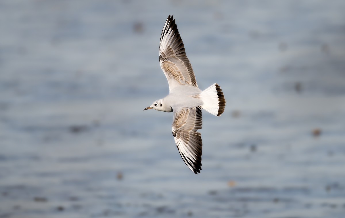 紅嘴鷗 - ML646183194