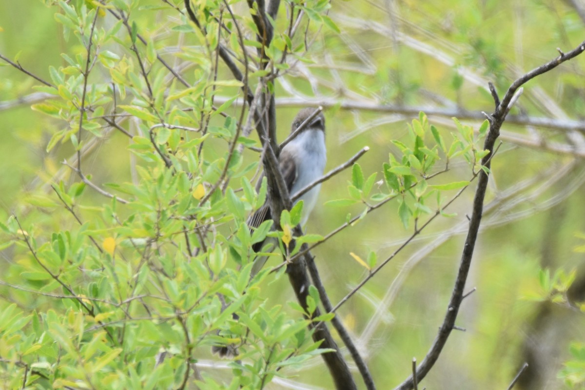 Myiarchus sp. - ML646183203