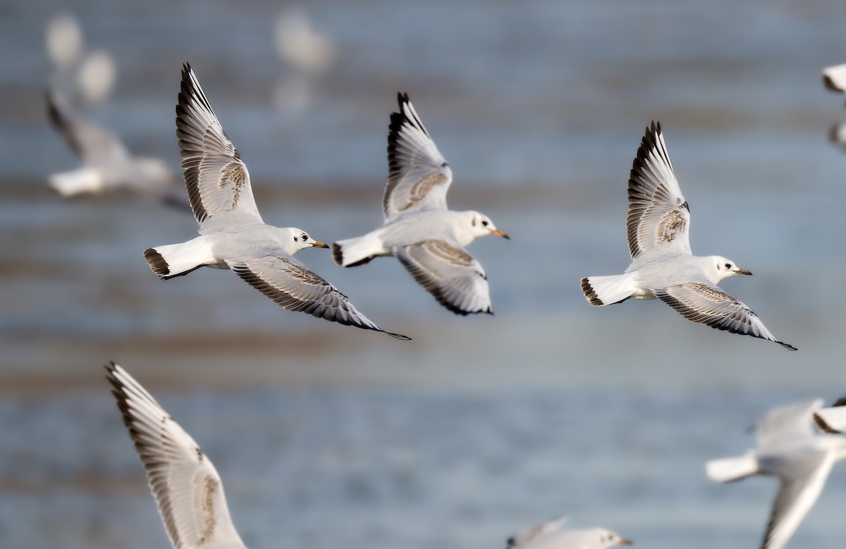 紅嘴鷗 - ML646183204