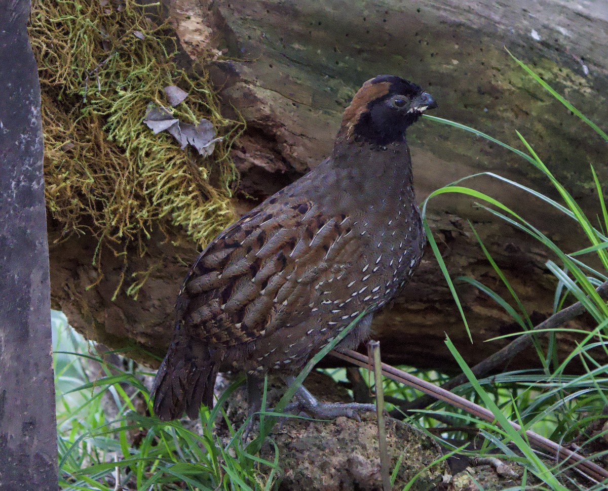 Black-fronted Wood-Quail - ML646183205