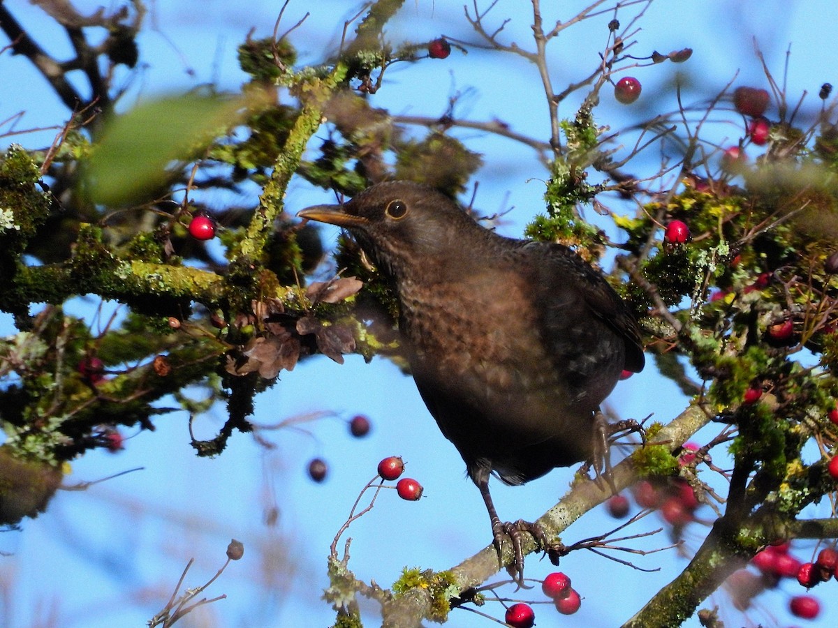 Eurasian Blackbird - ML646183208