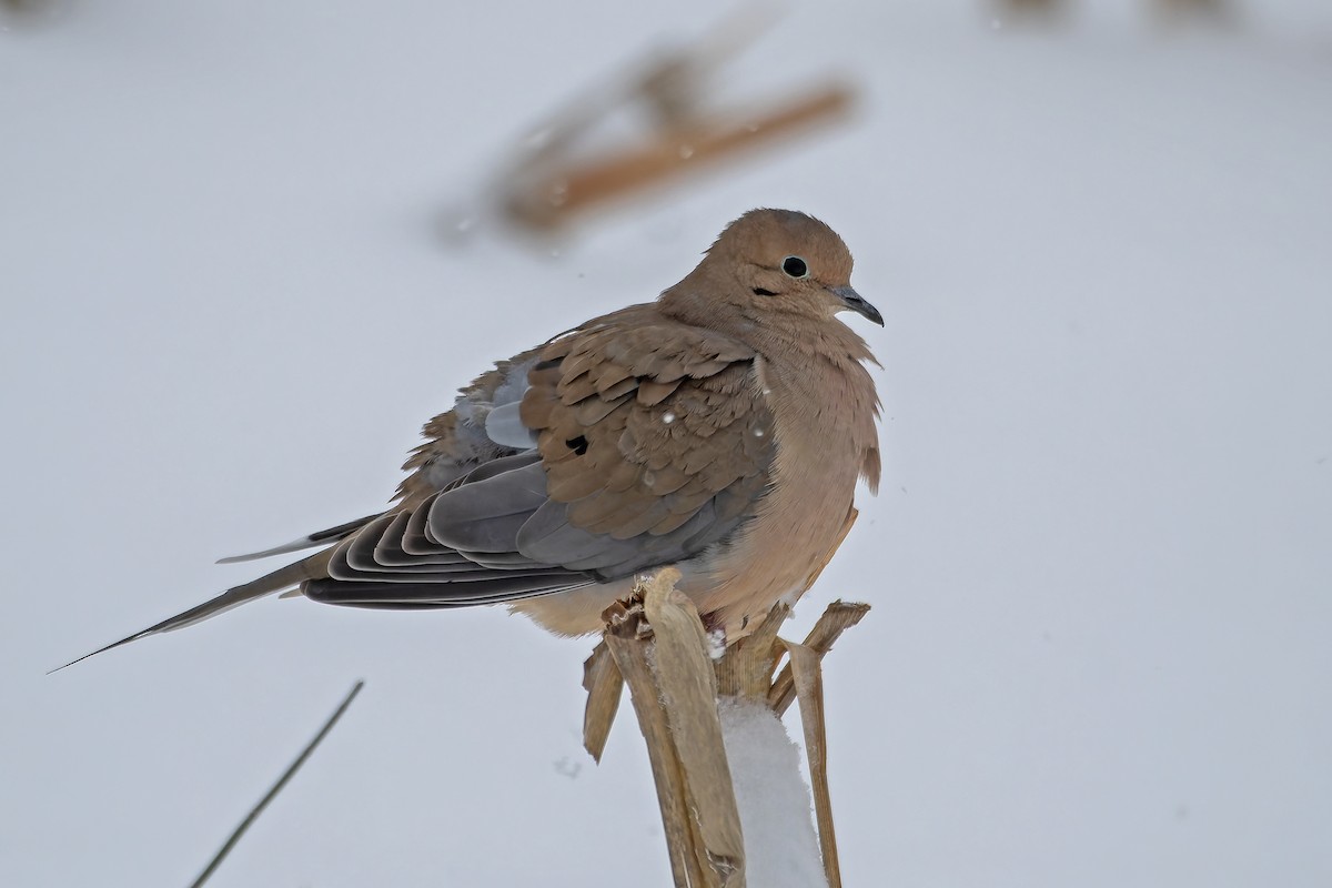 Mourning Dove - ML646183209