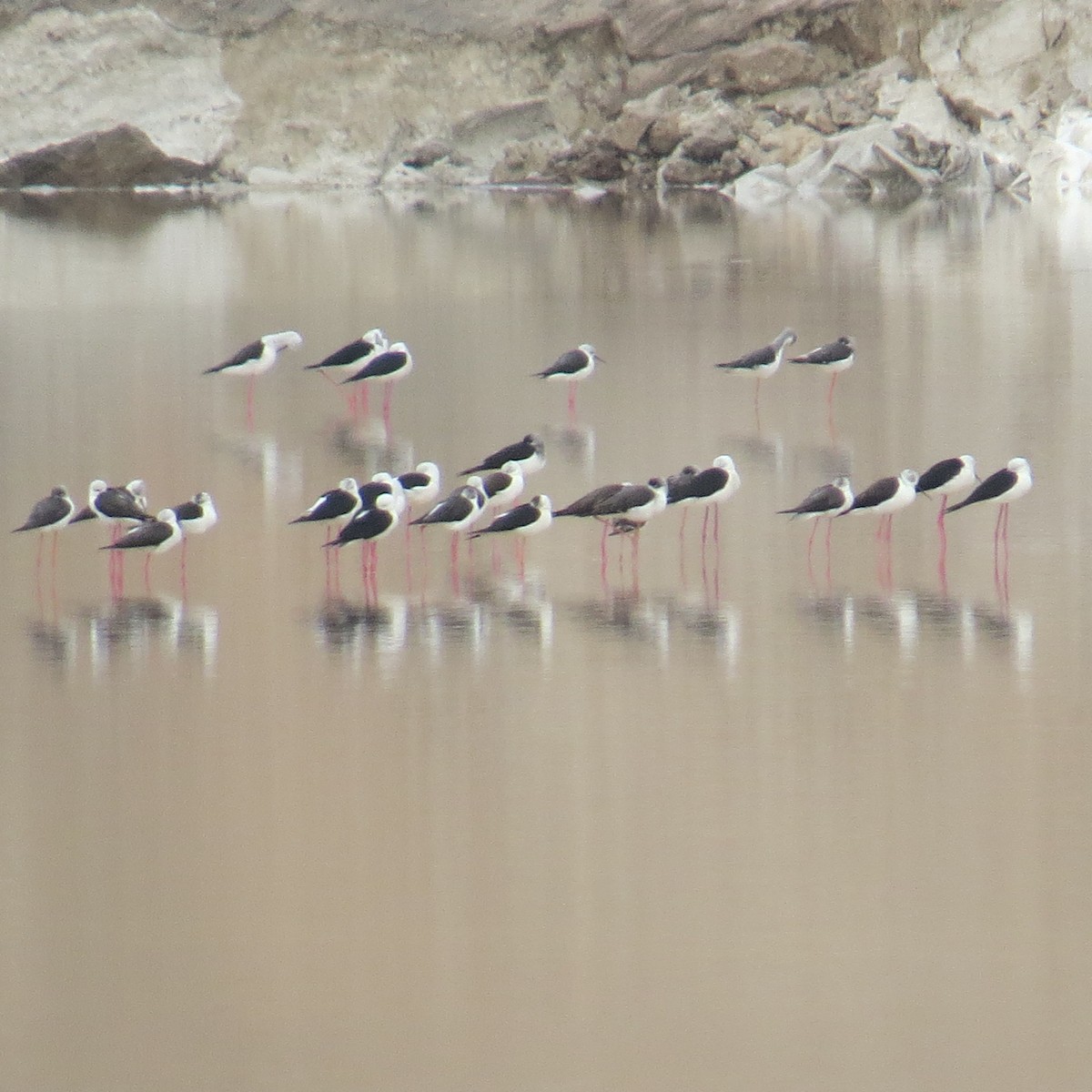 Zankaluze eurasiarra - ML646183221