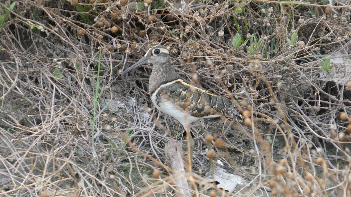 Greater Painted-Snipe - ML646183222