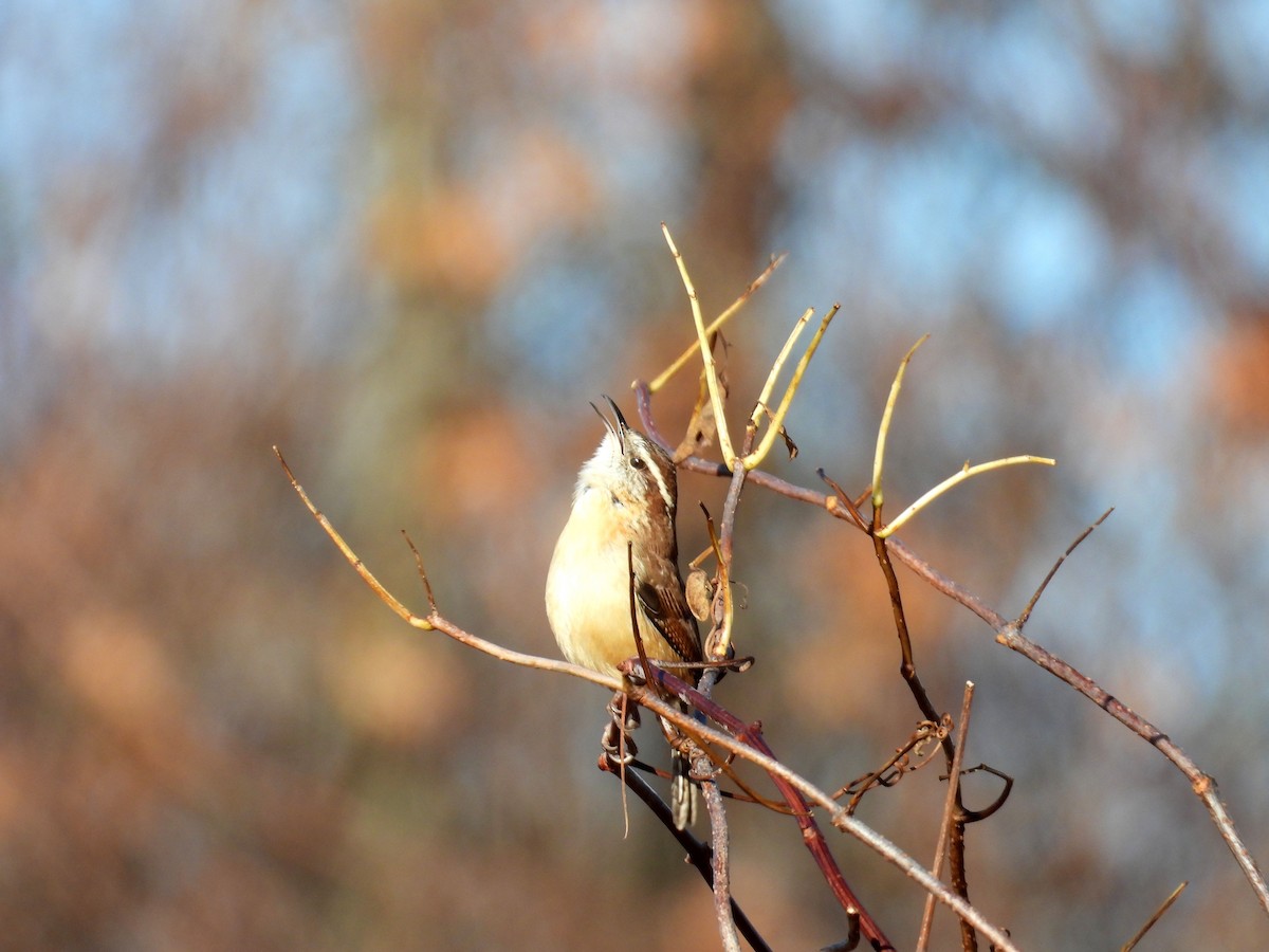 Carolina Wren - ML646183234