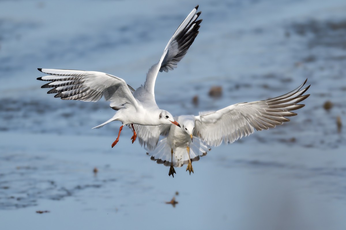 紅嘴鷗 - ML646183237