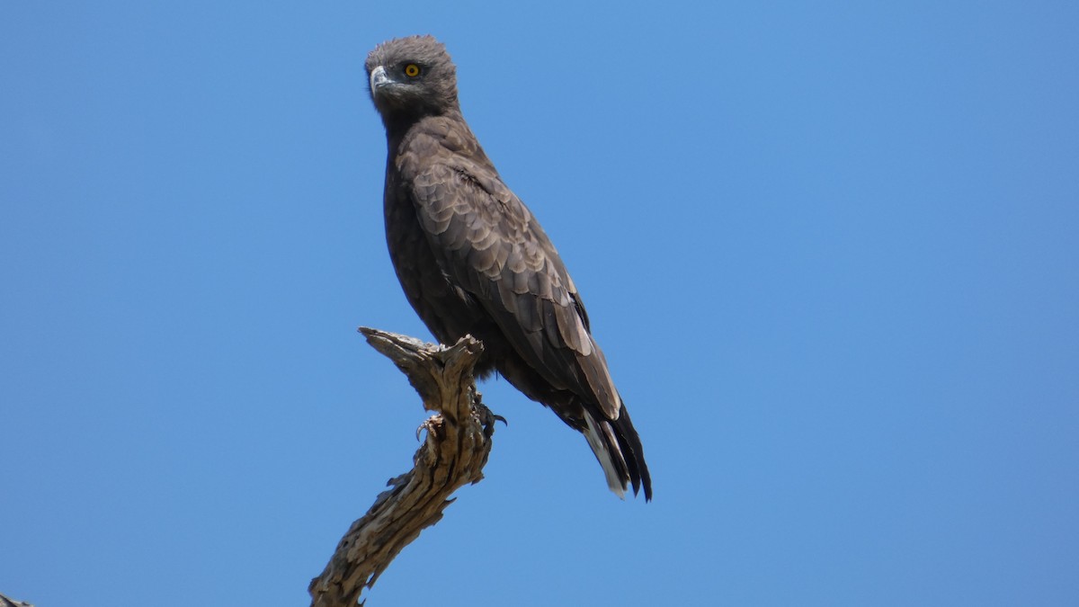 Brown Snake-Eagle - ML646183239