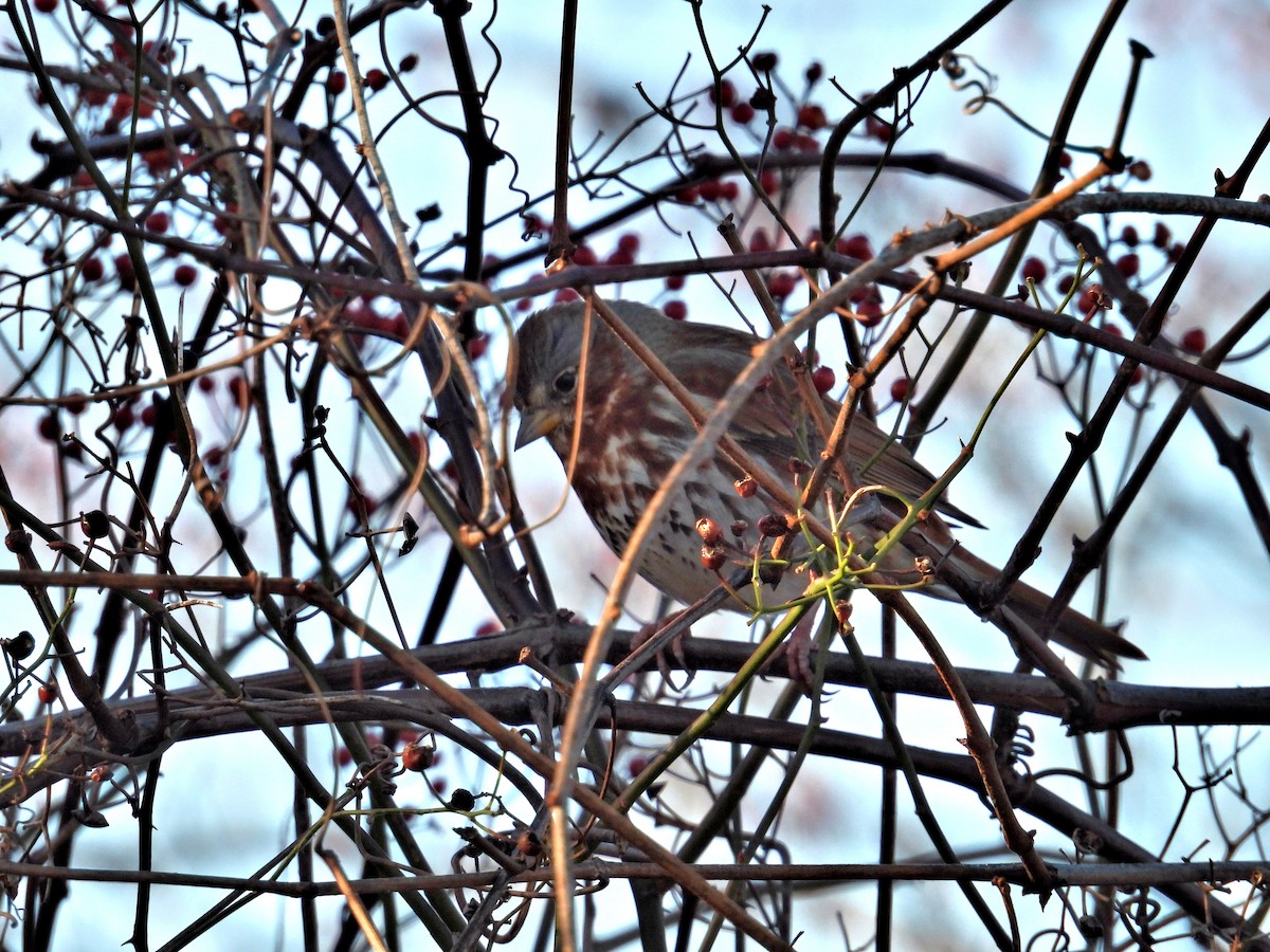 strnadec kaštanový - ML646183242