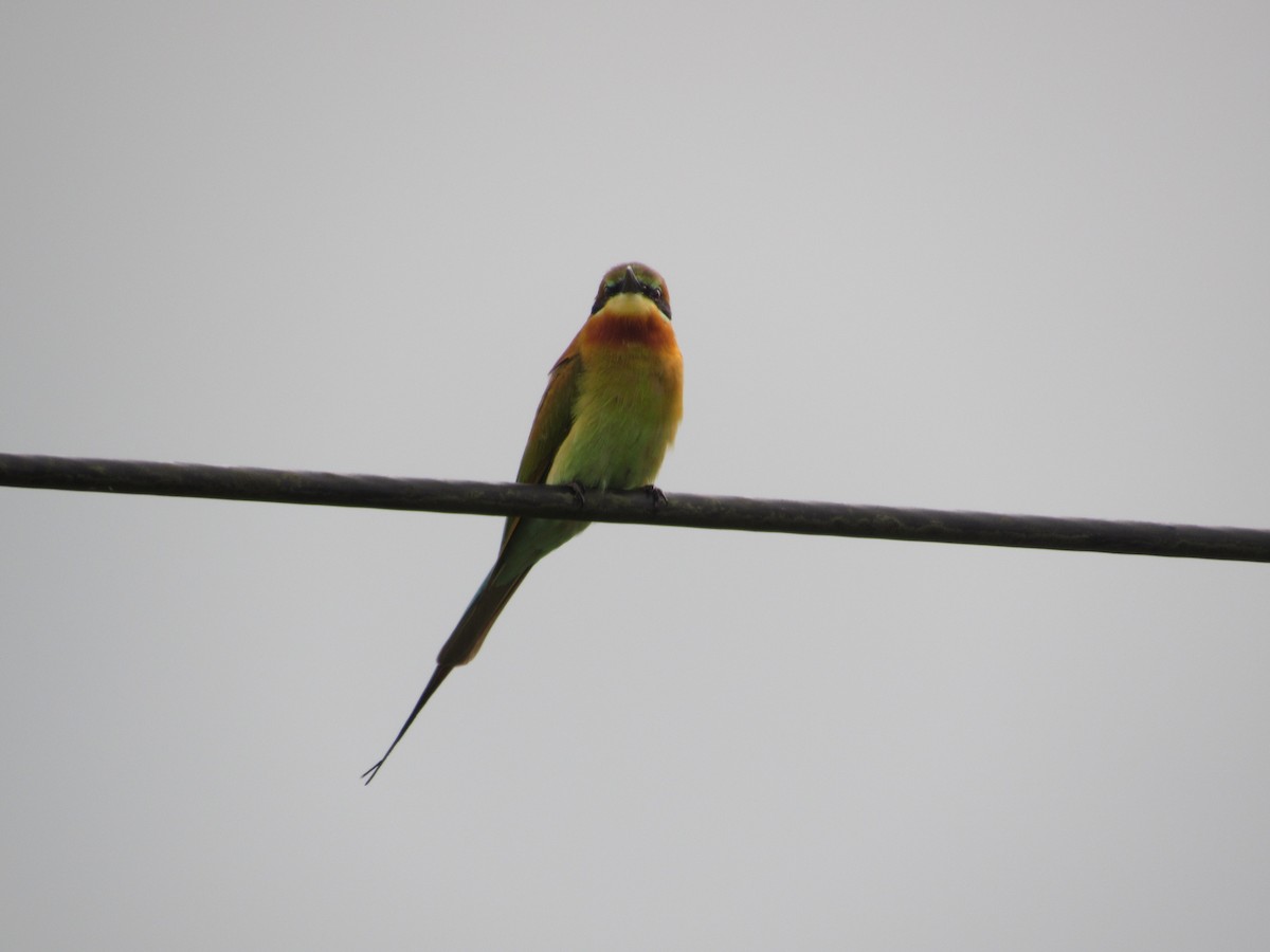 Blue-tailed Bee-eater - ML646183244