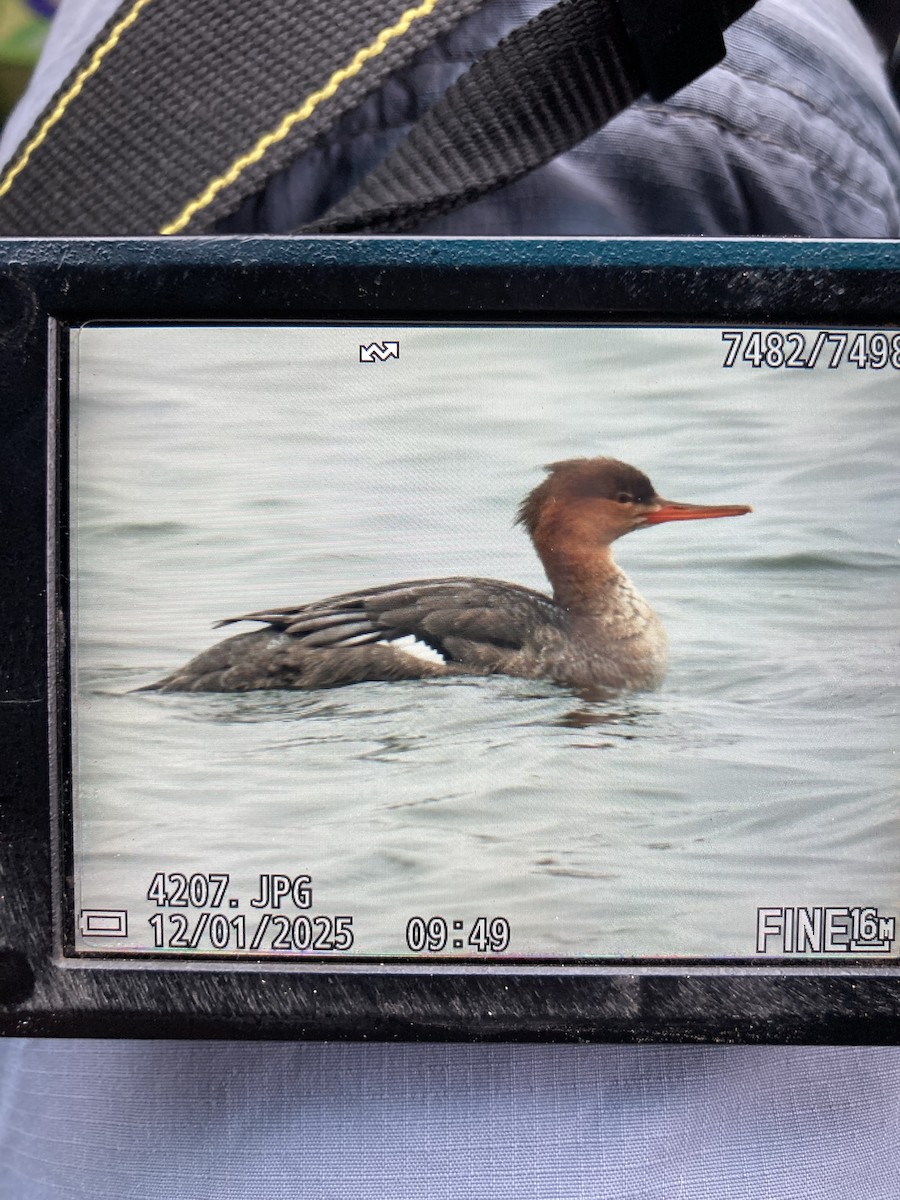 morčák prostřední - ML646183246