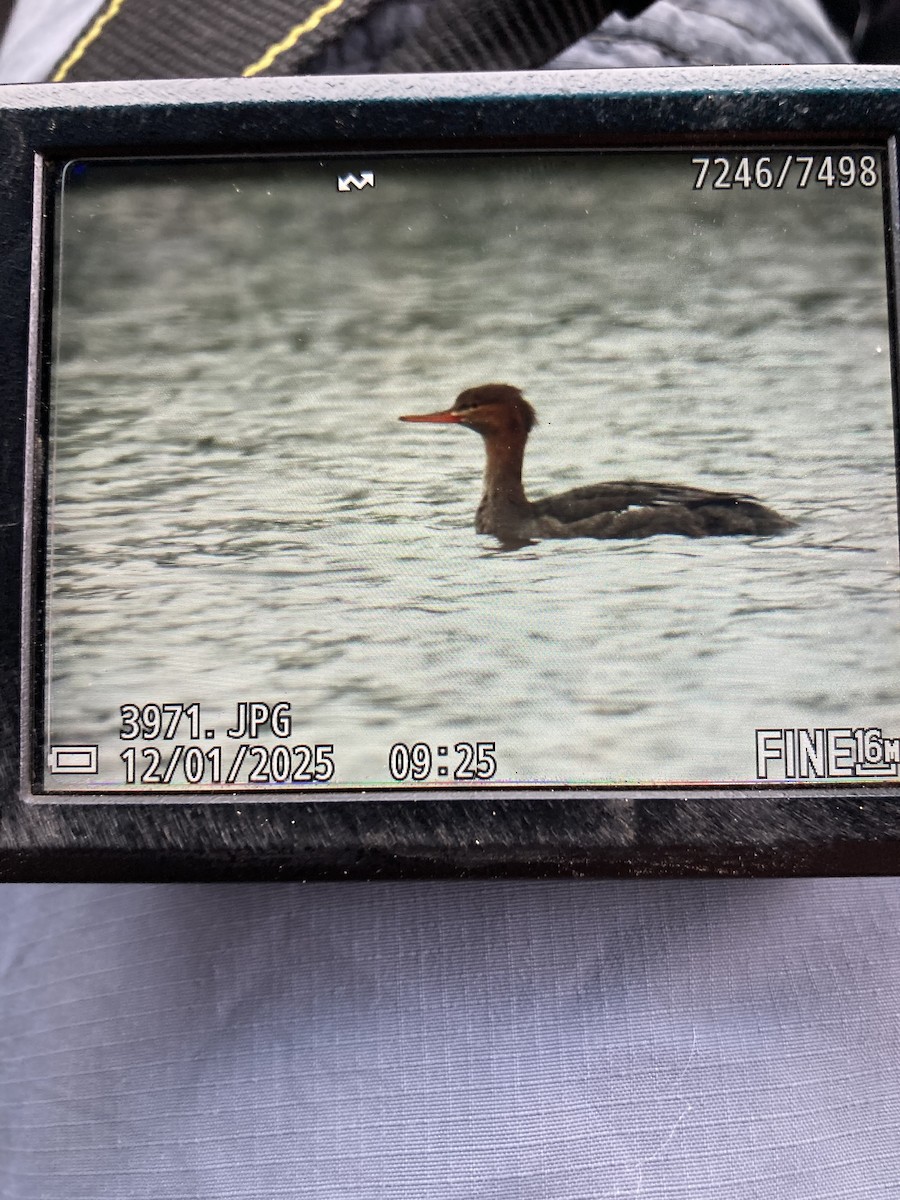 morčák prostřední - ML646183247