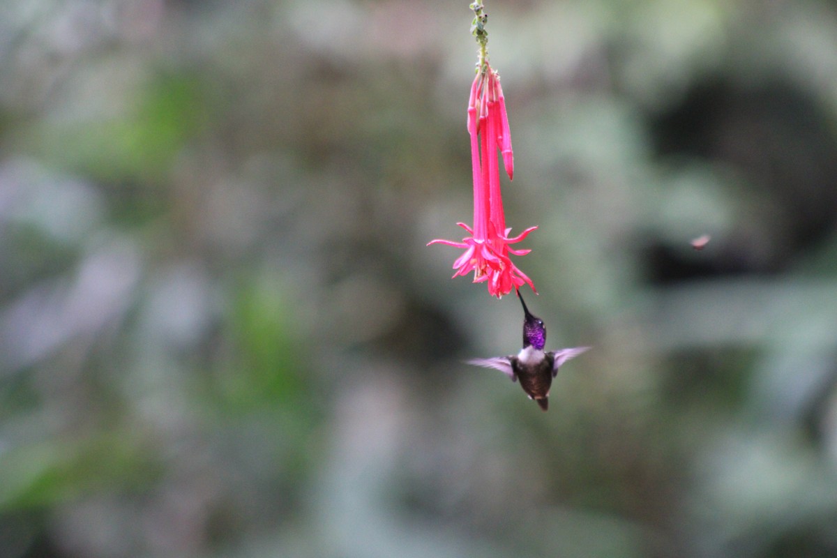 kalypta Mitchellova - ML646183250