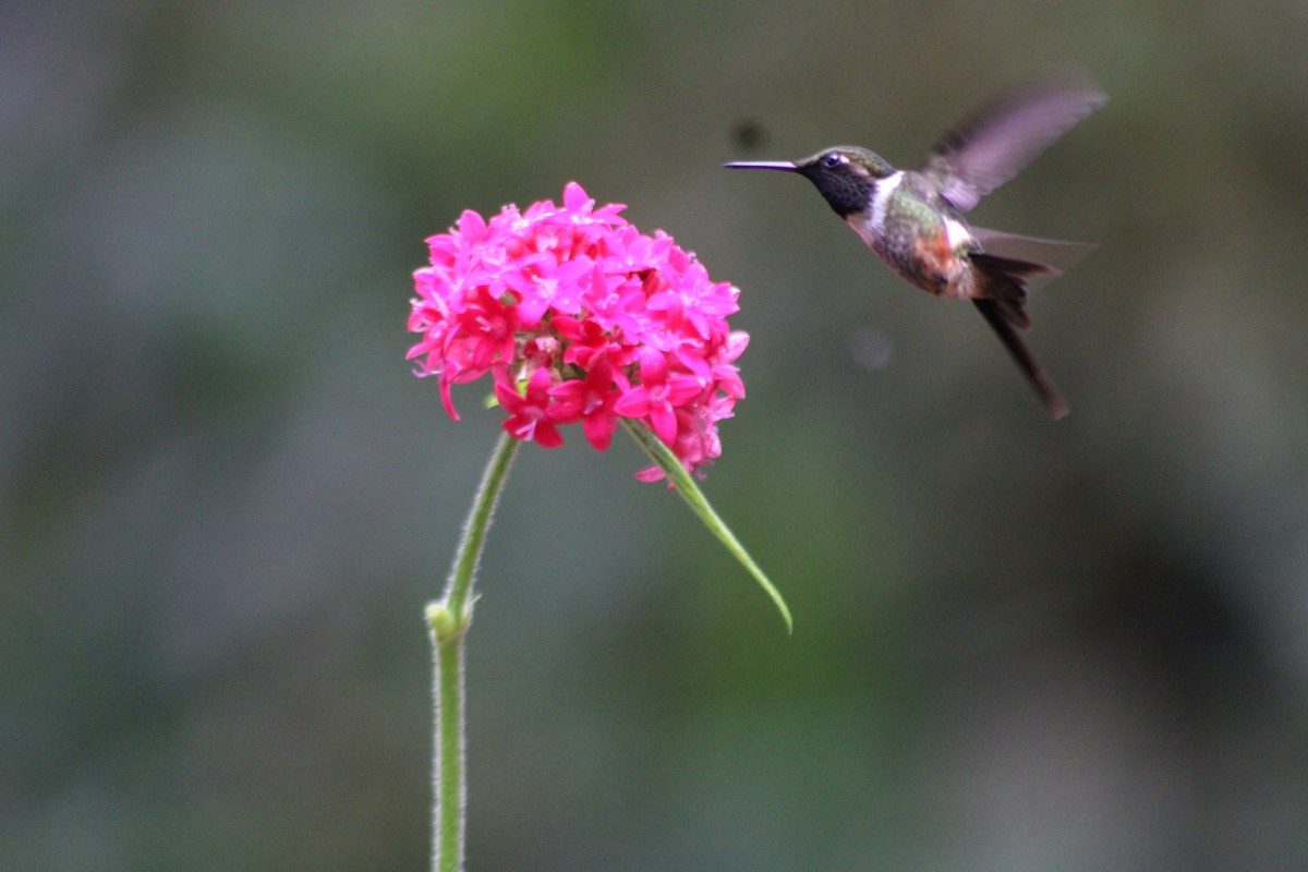 kalypta Mitchellova - ML646183251