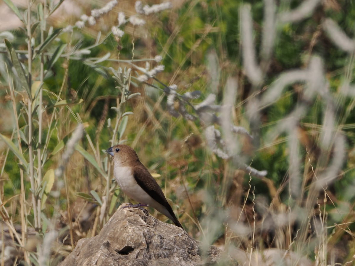 stříbrozobka zpěvná - ML646183252