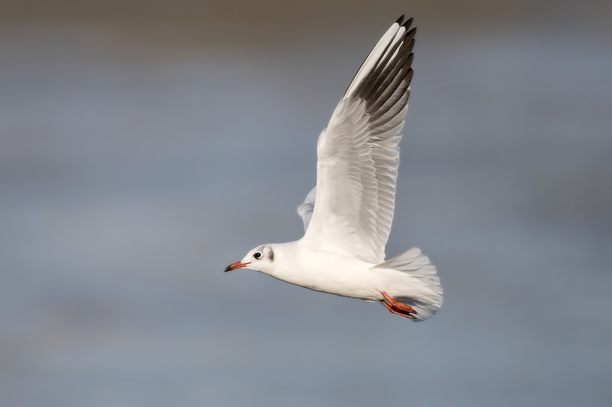 racek chechtavý - ML646183253