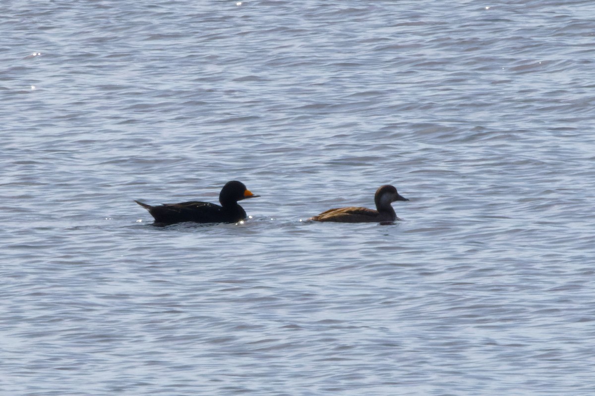 turpan žlutozobý - ML646183254