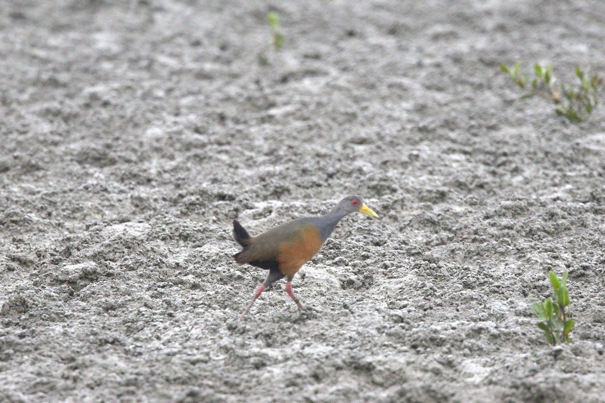 chřástal východobrazilský - ML646183255