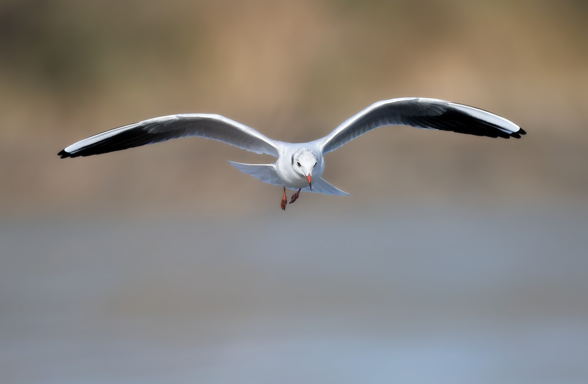 racek chechtavý - ML646183256