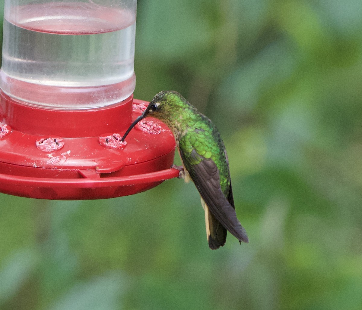 kolibřík aksamitový - ML646183258