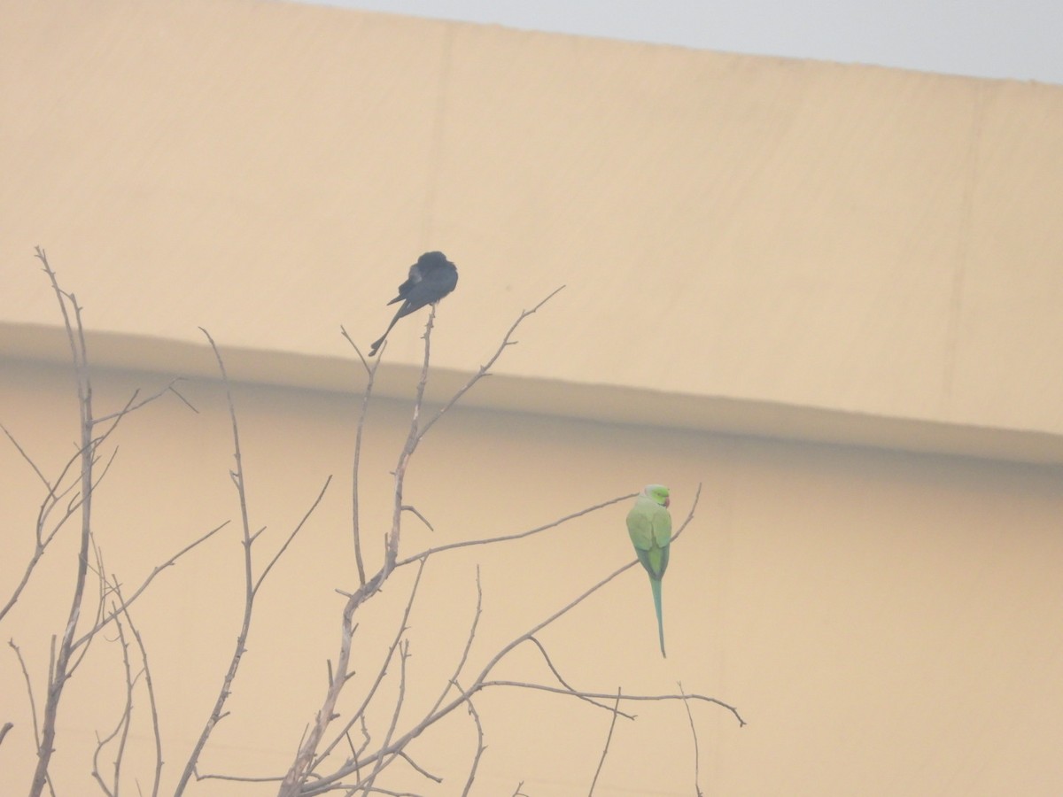 alexandr malý - ML646183259