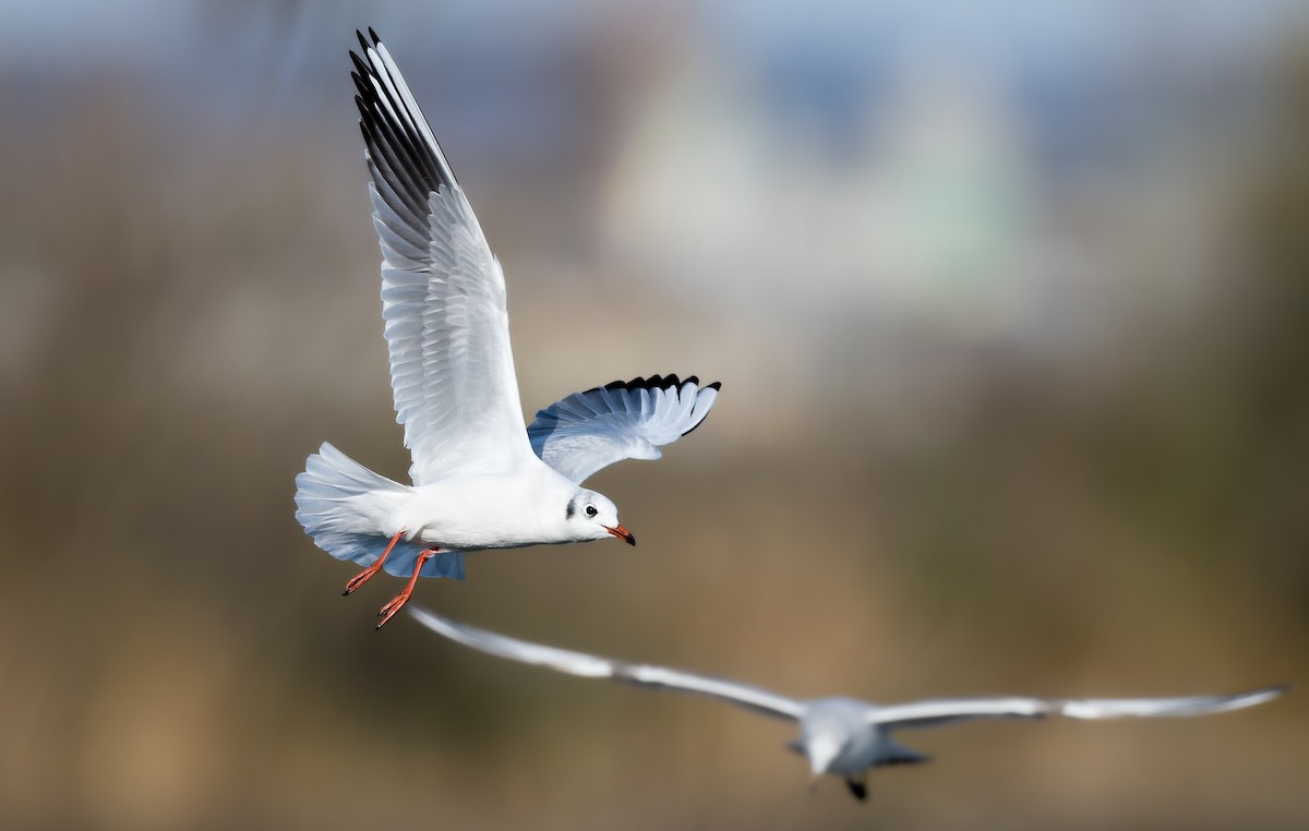 racek chechtavý - ML646183260