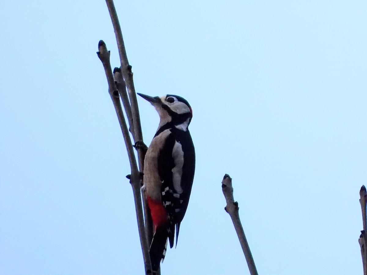 strakapoud velký - ML646183261