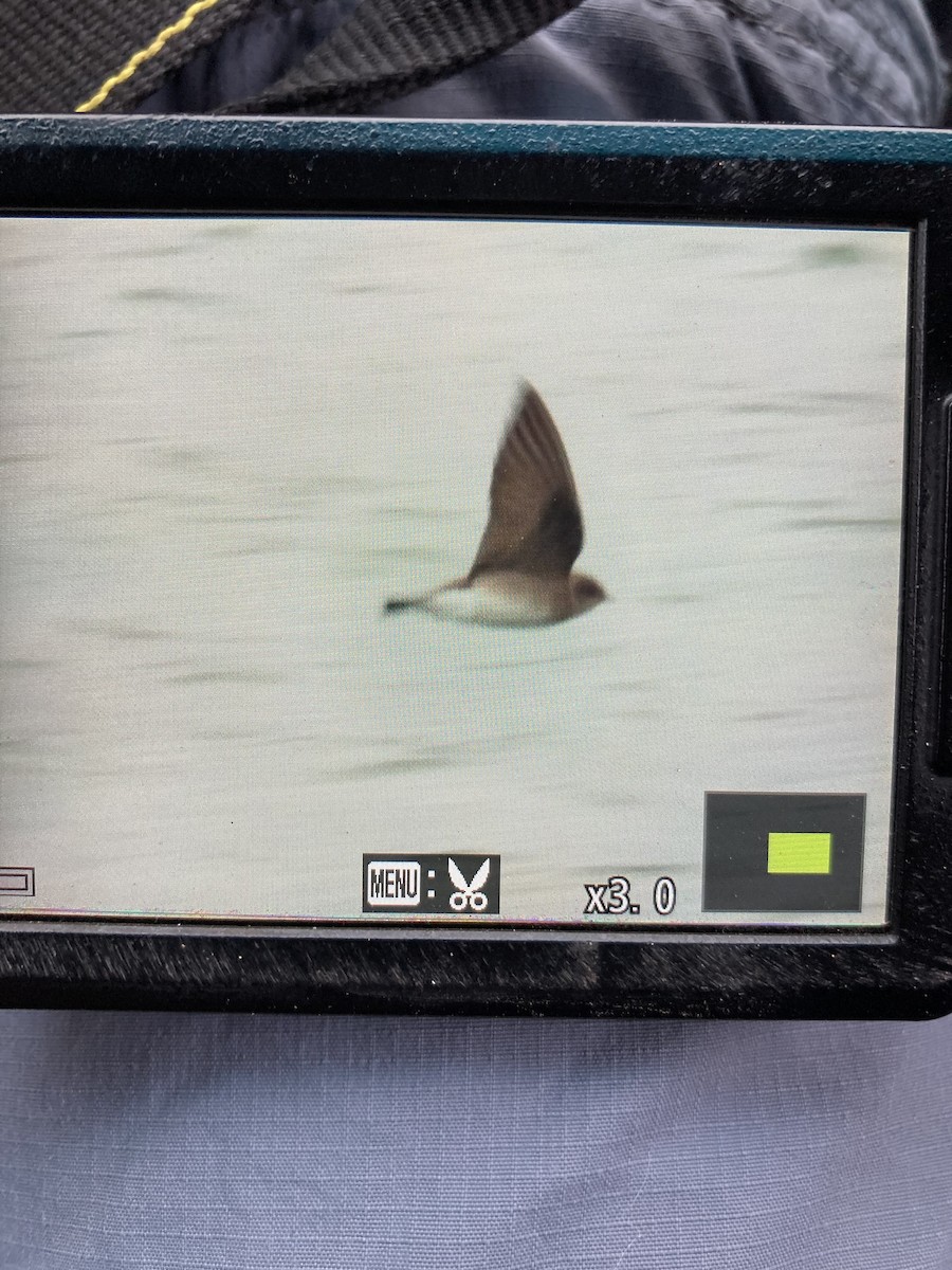 Northern Rough-winged Swallow - ML646183265