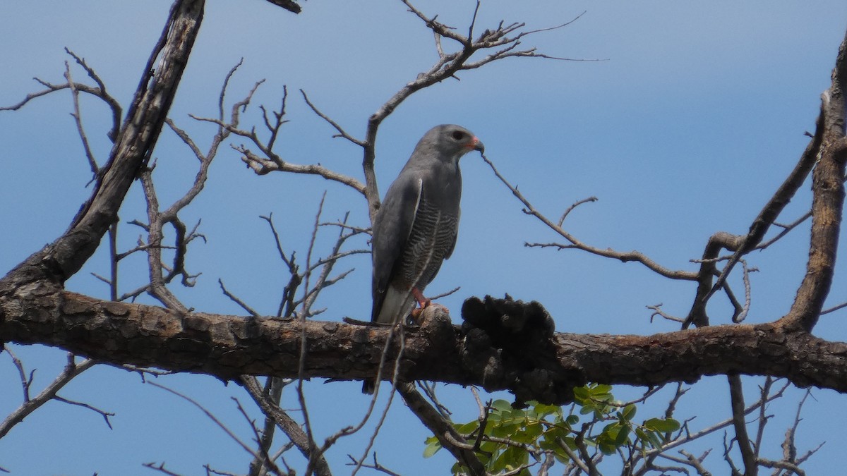 jestřáb gabar - ML646183270