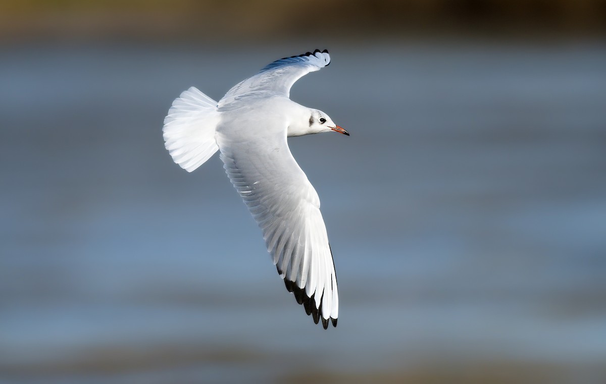 racek chechtavý - ML646183271