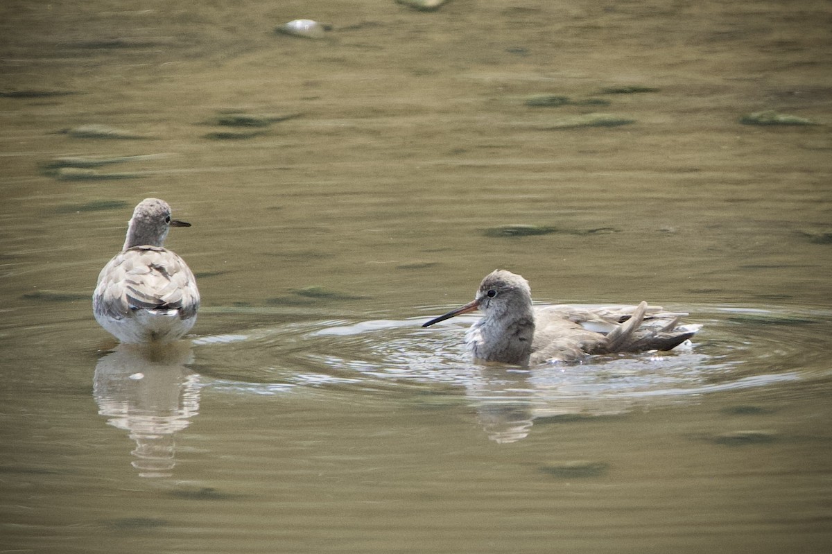 vodouš rudonohý - ML646183272