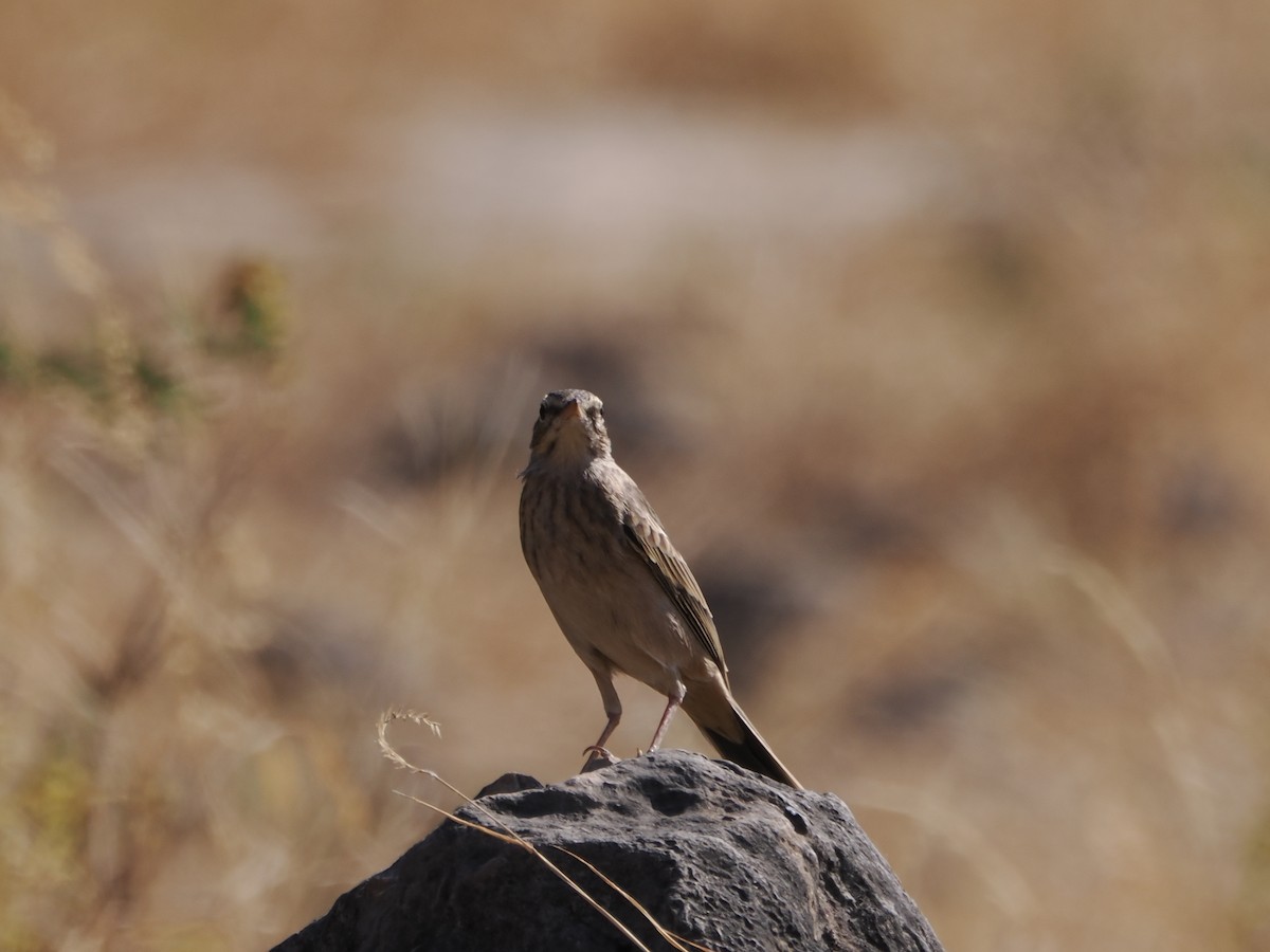 linduška dlouhozobá - ML646183275