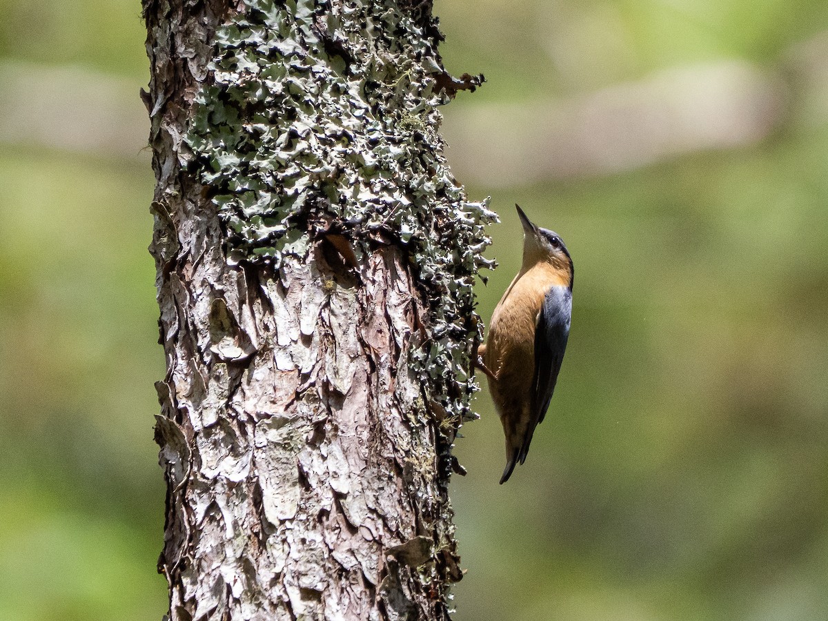 brhlík lesní - ML646183276