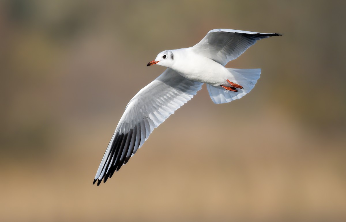 racek chechtavý - ML646183277